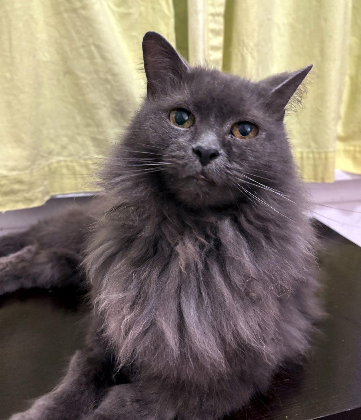 Enlarge Penelope, a Adoptable Domestic Long Hair in Prosper, TX image 2/3