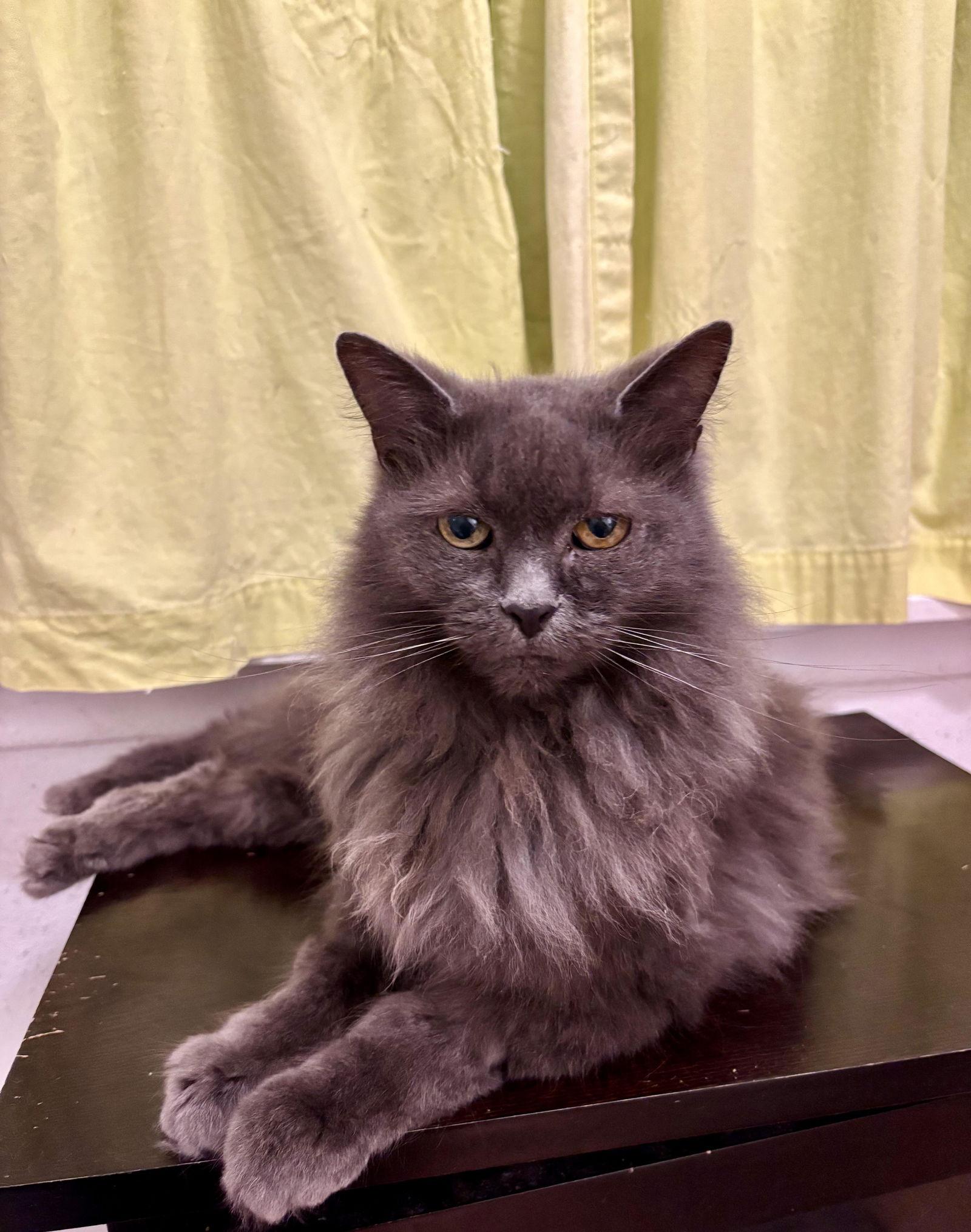 Enlarge Penelope, a Adoptable Domestic Long Hair in Prosper, TX image 3/3