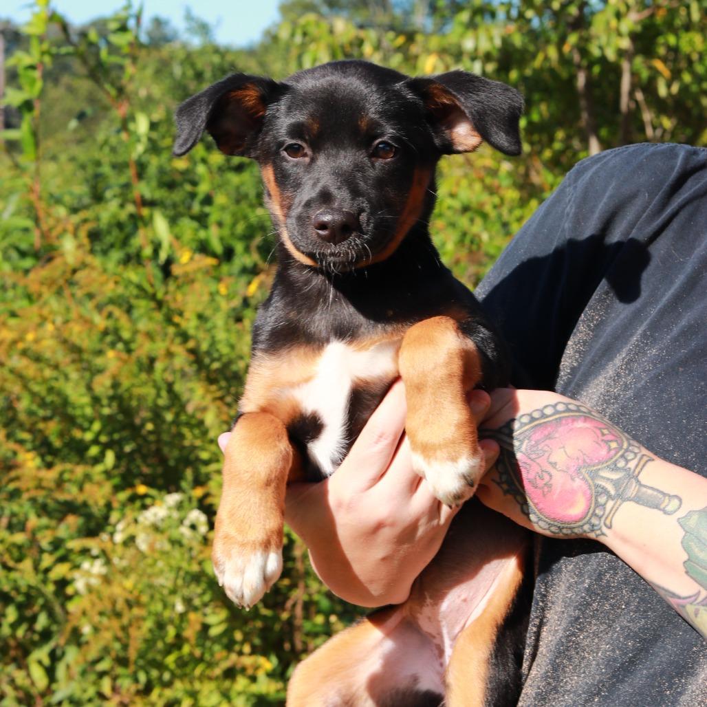 CT Betsy, Adoptable, Puppy Female German Shepherd Dog & Mixed Breed.