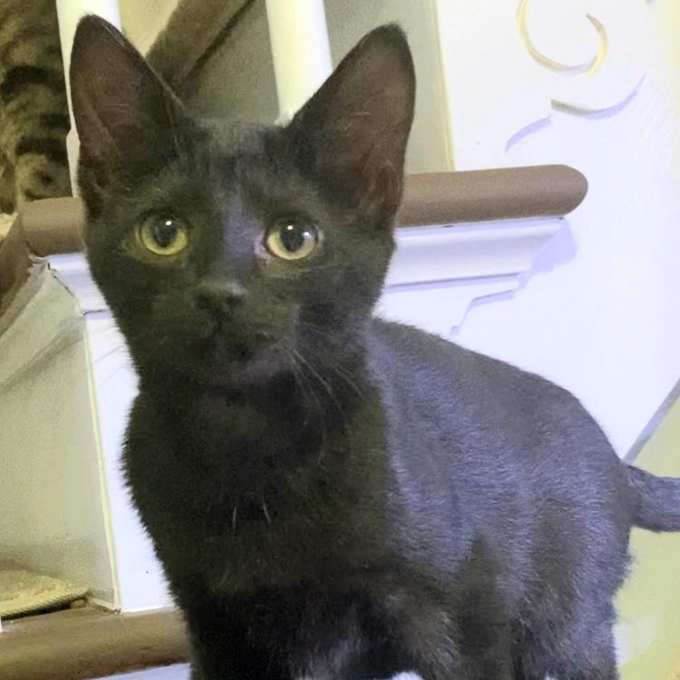 Daisy, ADOPTABLE, Kitten Female Domestic Short Hair.