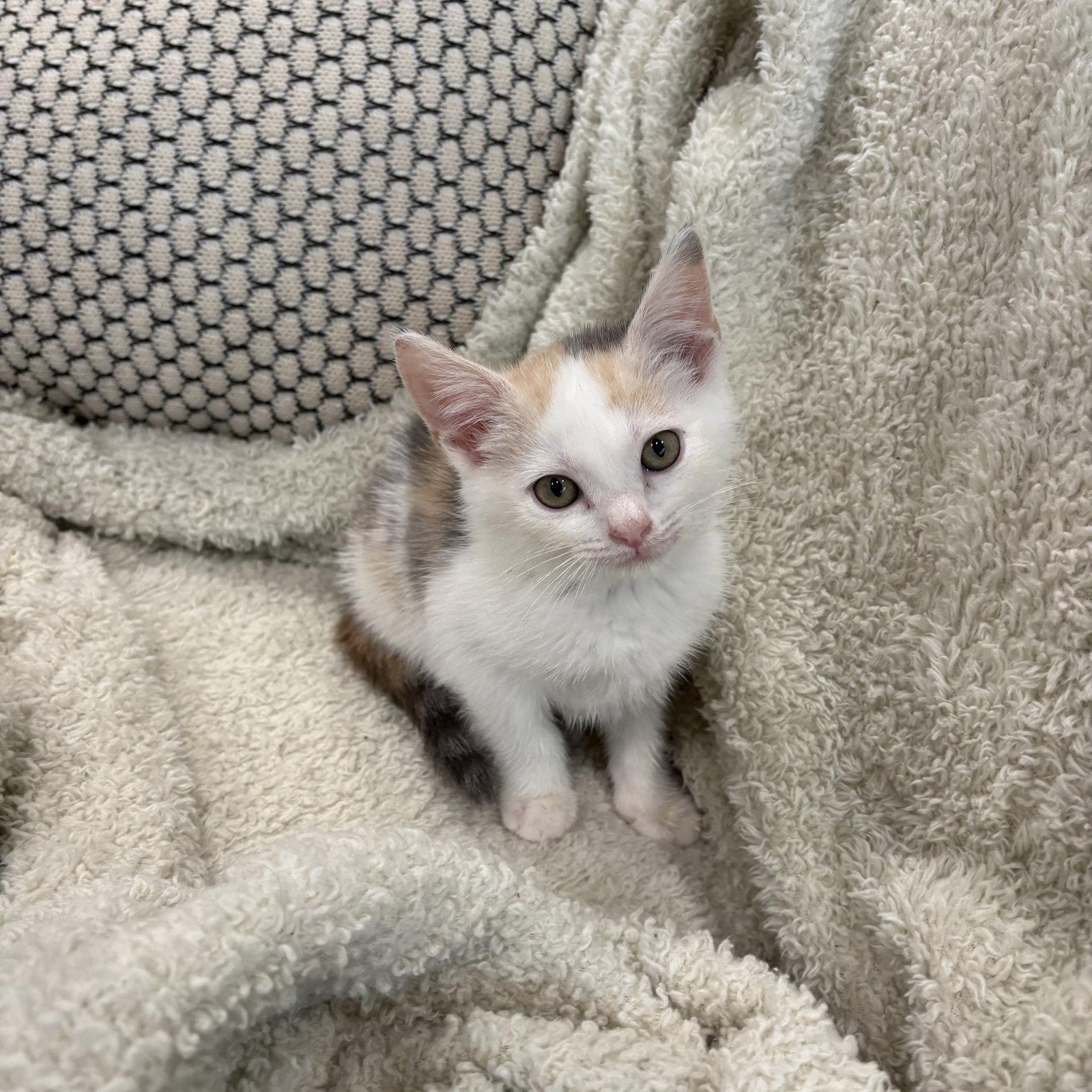 Mango and kiwi ( ad), Adoptable, Kitten Female Domestic Short Hair.