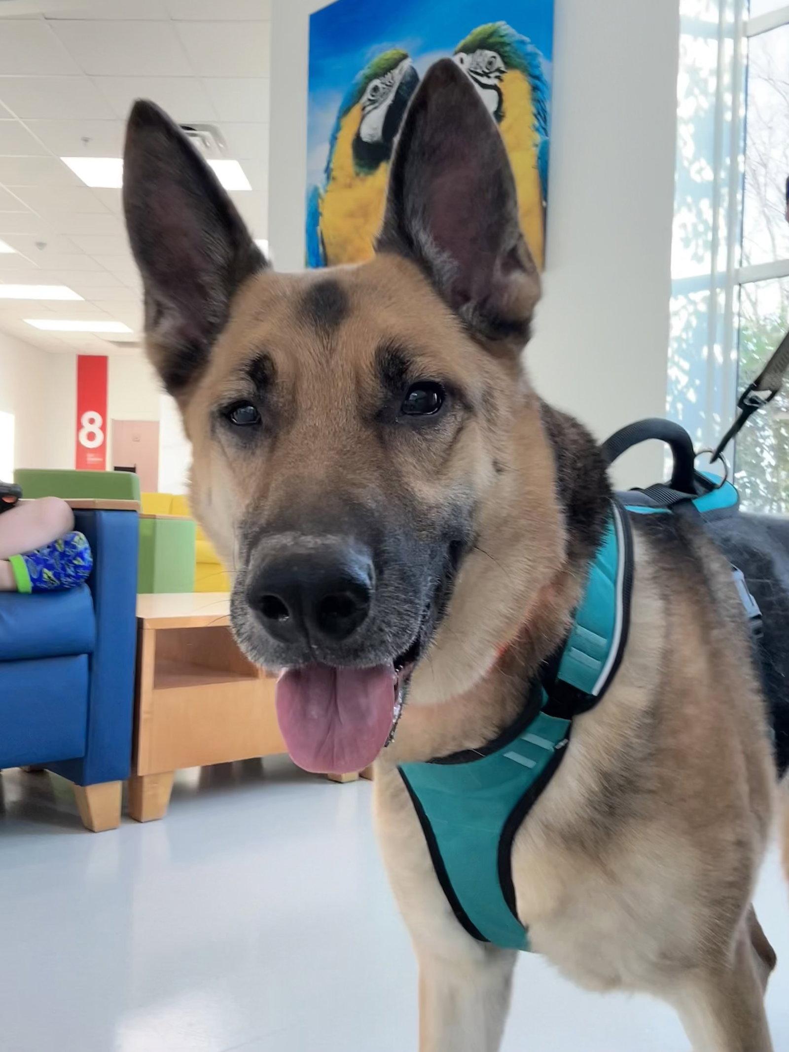 Enlarge Arlo, a Adoptable German Shepherd Dog in Palm Harbor, FL image 1/1