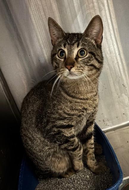 Flick (formerly Pixie), Adoptable, Young Male Domestic Short Hair.
