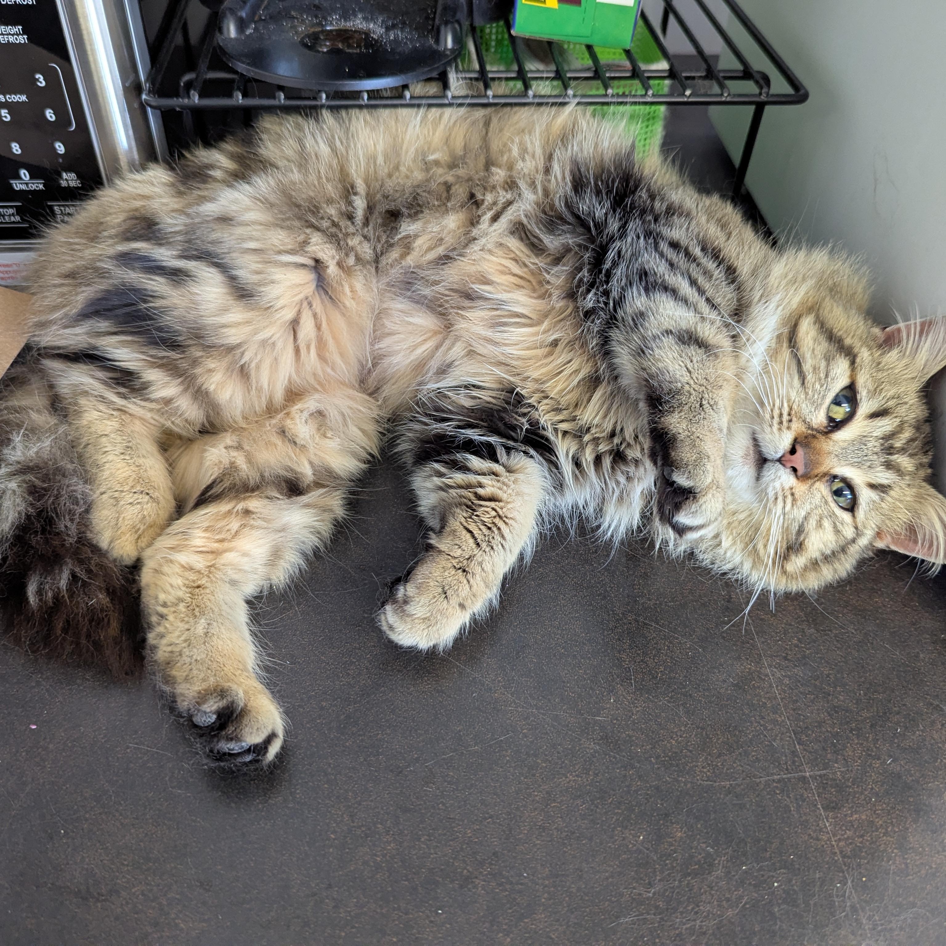 Pringle, ADOPTABLE, Adult Female Domestic Medium Hair.