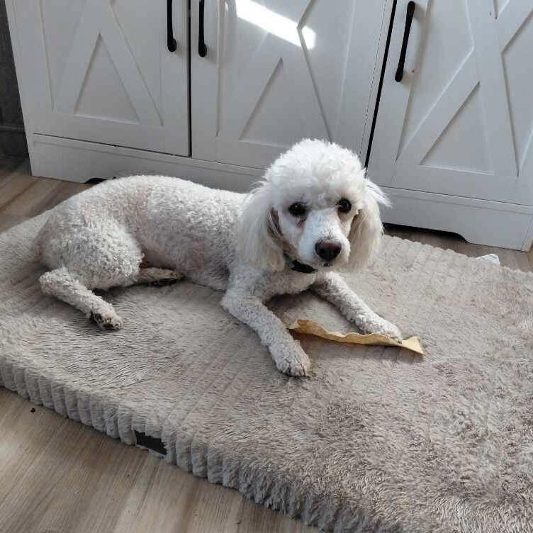 Koda B, Adoptable, Young Male Poodle & Mixed Breed.