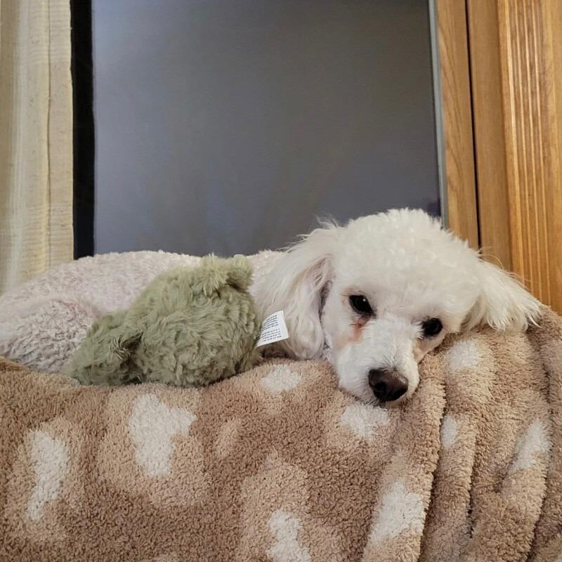 Koda B, a Adoptable mixed breed in Alma, WI image 2/6