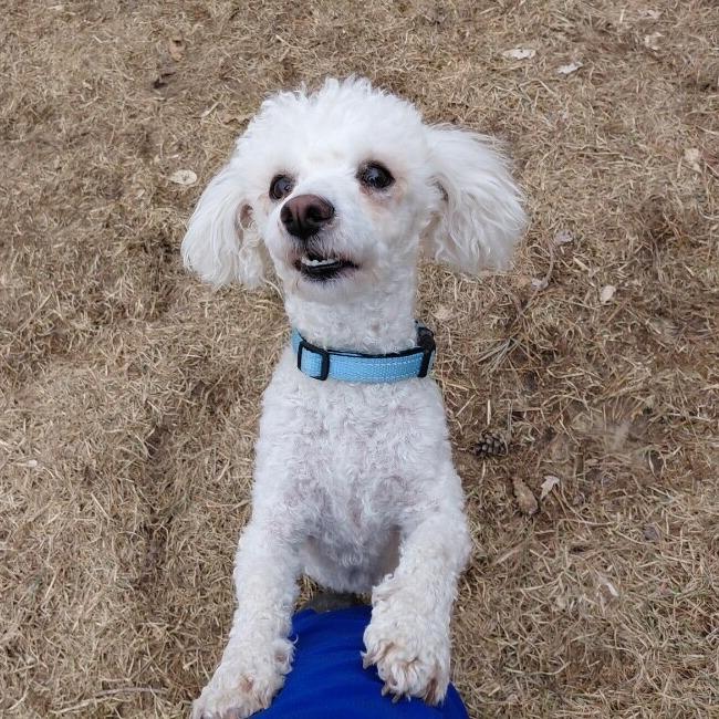 Koda B, a Adoptable mixed breed in Alma, WI image 3/6