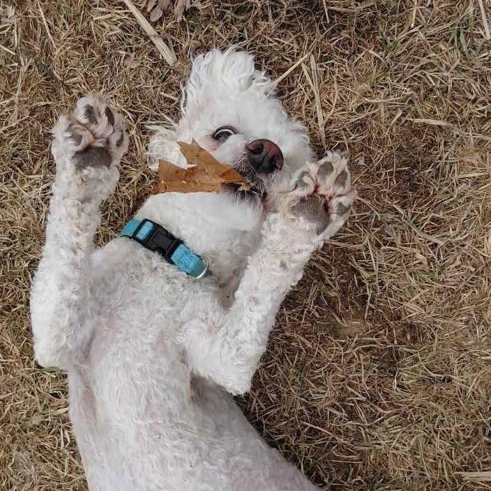 Koda B, a Adoptable mixed breed in Alma, WI image 4/6