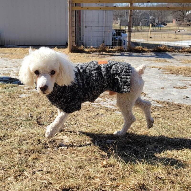 Koda B, a Adoptable mixed breed in Alma, WI image 5/6