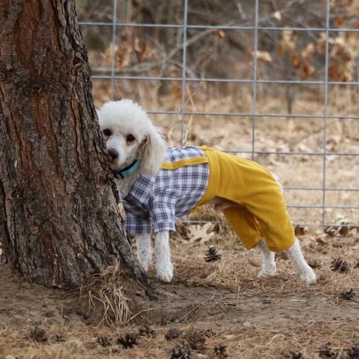 Koda B, a Adoptable mixed breed in Alma, WI image 6/6