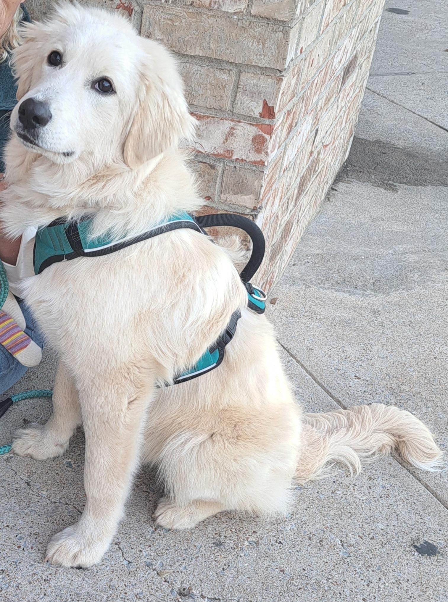 Enlarge Taz, a ADOPTABLE mixed breed in Burleson, TX image 2/3