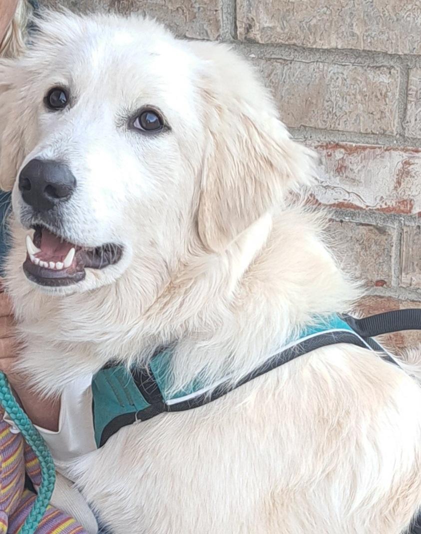 Taz, ADOPTABLE, Puppy Male Golden Retriever & Great Pyrenees.