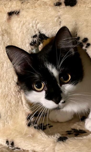 Monroe and Marilyn, Adoptable, Young Female Domestic Medium Hair.