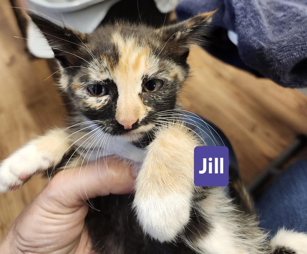 Enlarge Jill, a Adoptable mixed breed in East Greenville, PA image 2/2