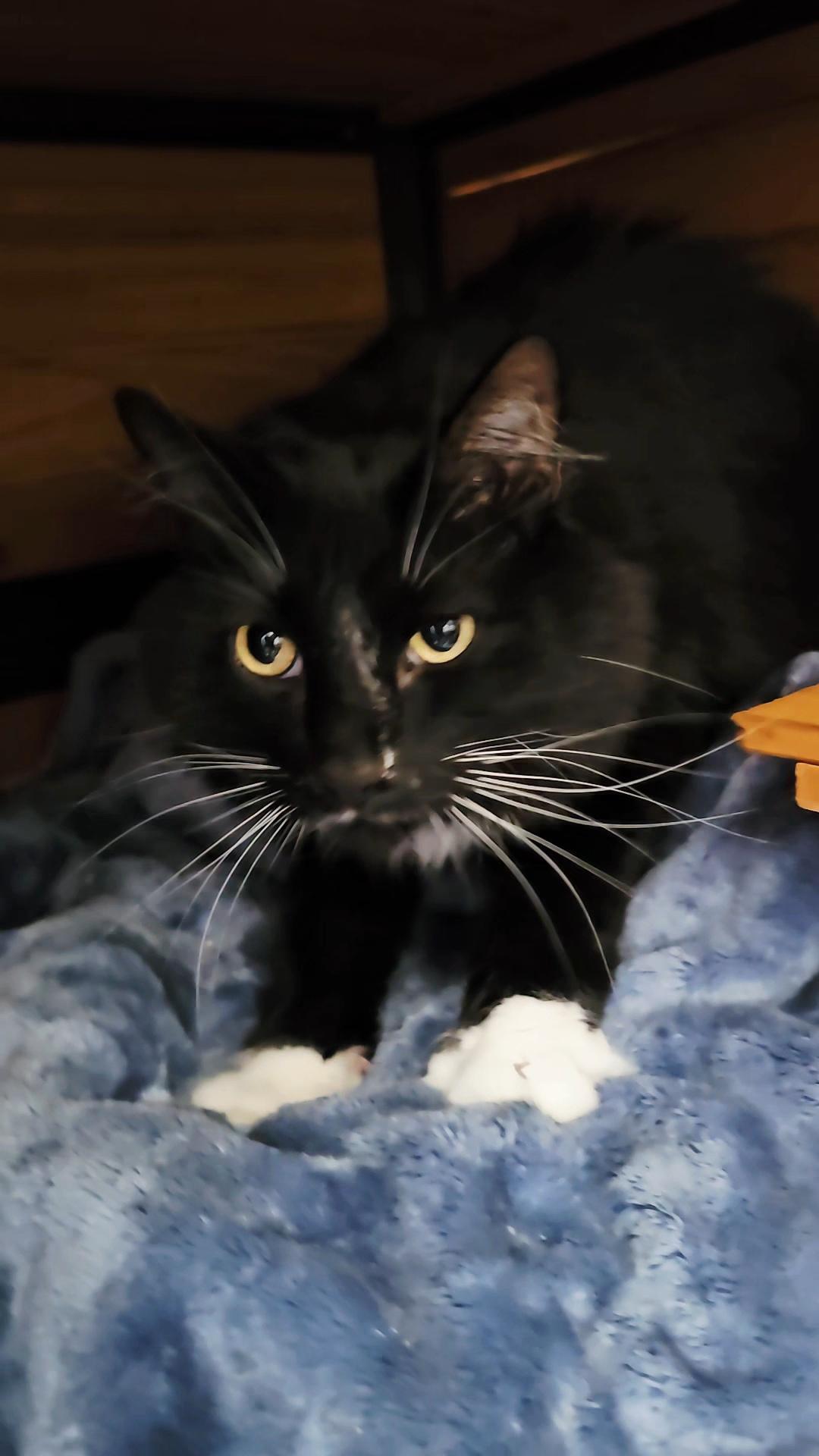 Meg, an adopted Domestic Medium Hair in Pinedale, WY image 1/4