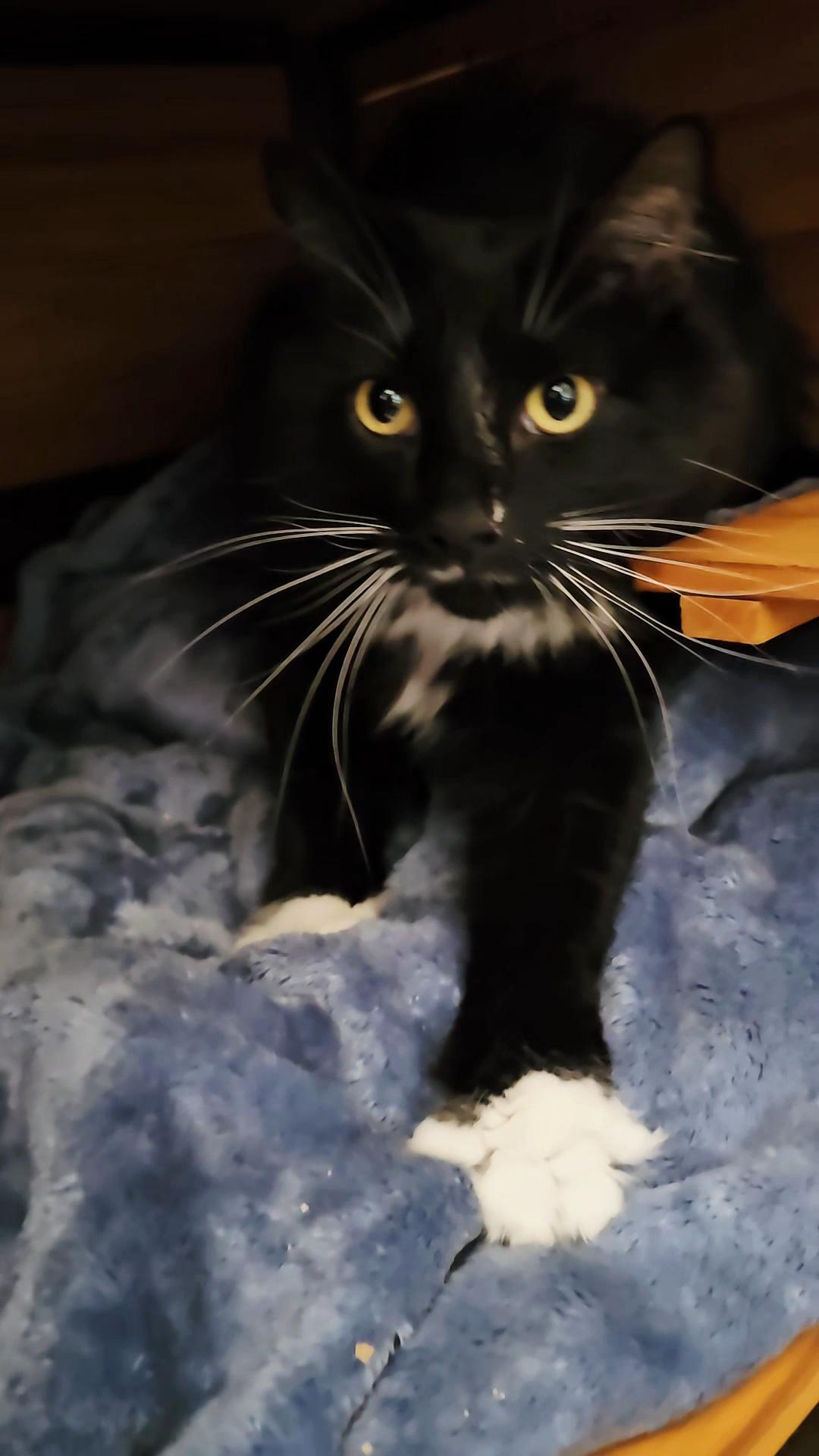 Meg, an adopted Domestic Medium Hair in Pinedale, WY image 2/4