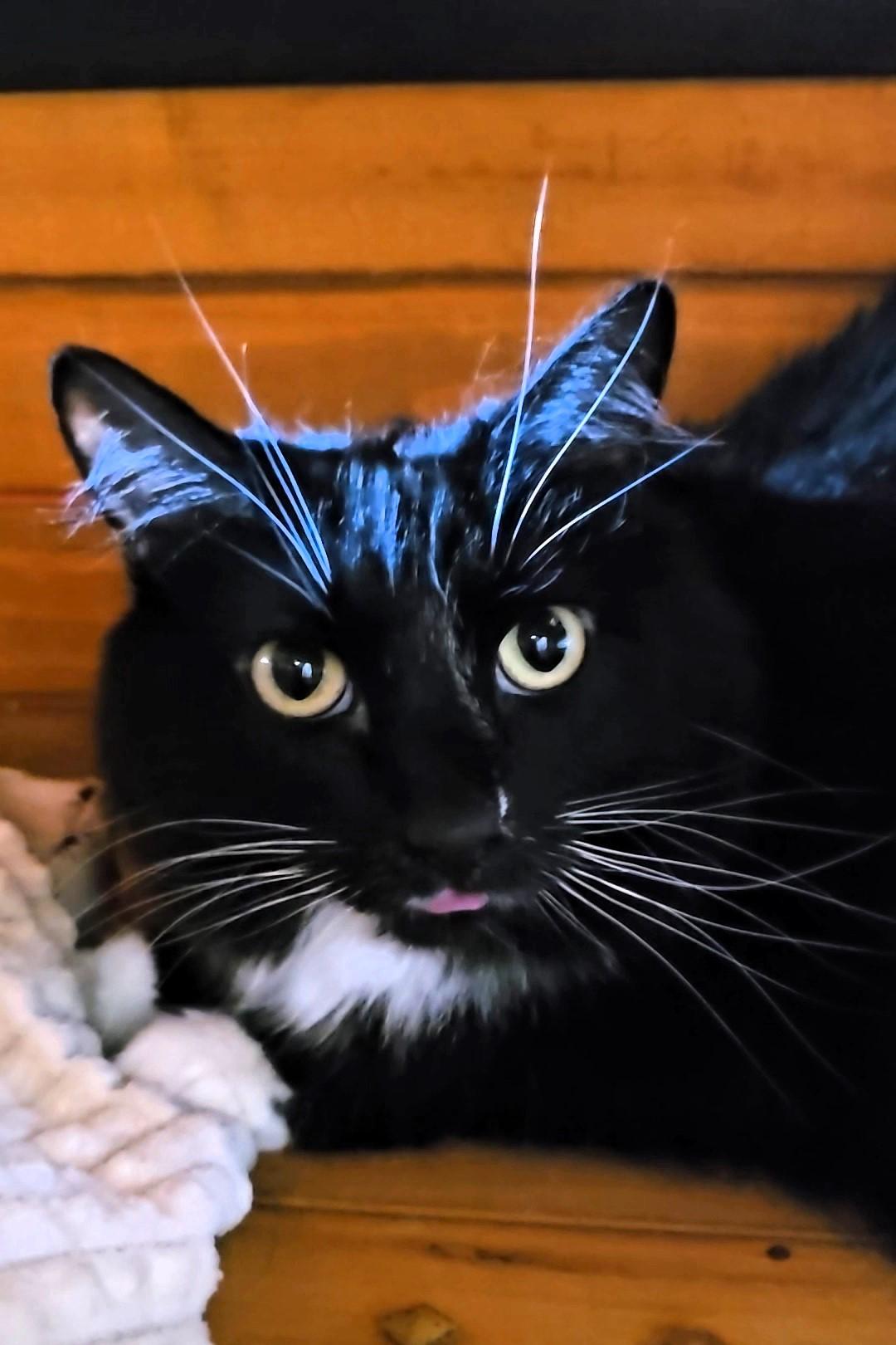 Meg, an adopted Domestic Medium Hair in Pinedale, WY image 3/4