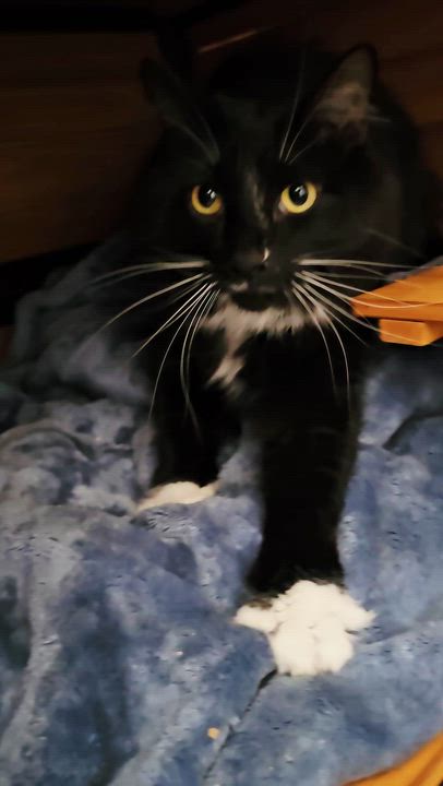Enlarge Meg, an adopted Domestic Medium Hair in Pinedale, WY video 4/4