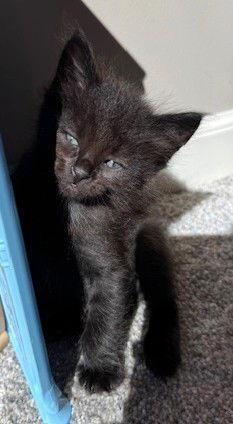 Lloyd, Adopted, Kitten Male Domestic Medium Hair.