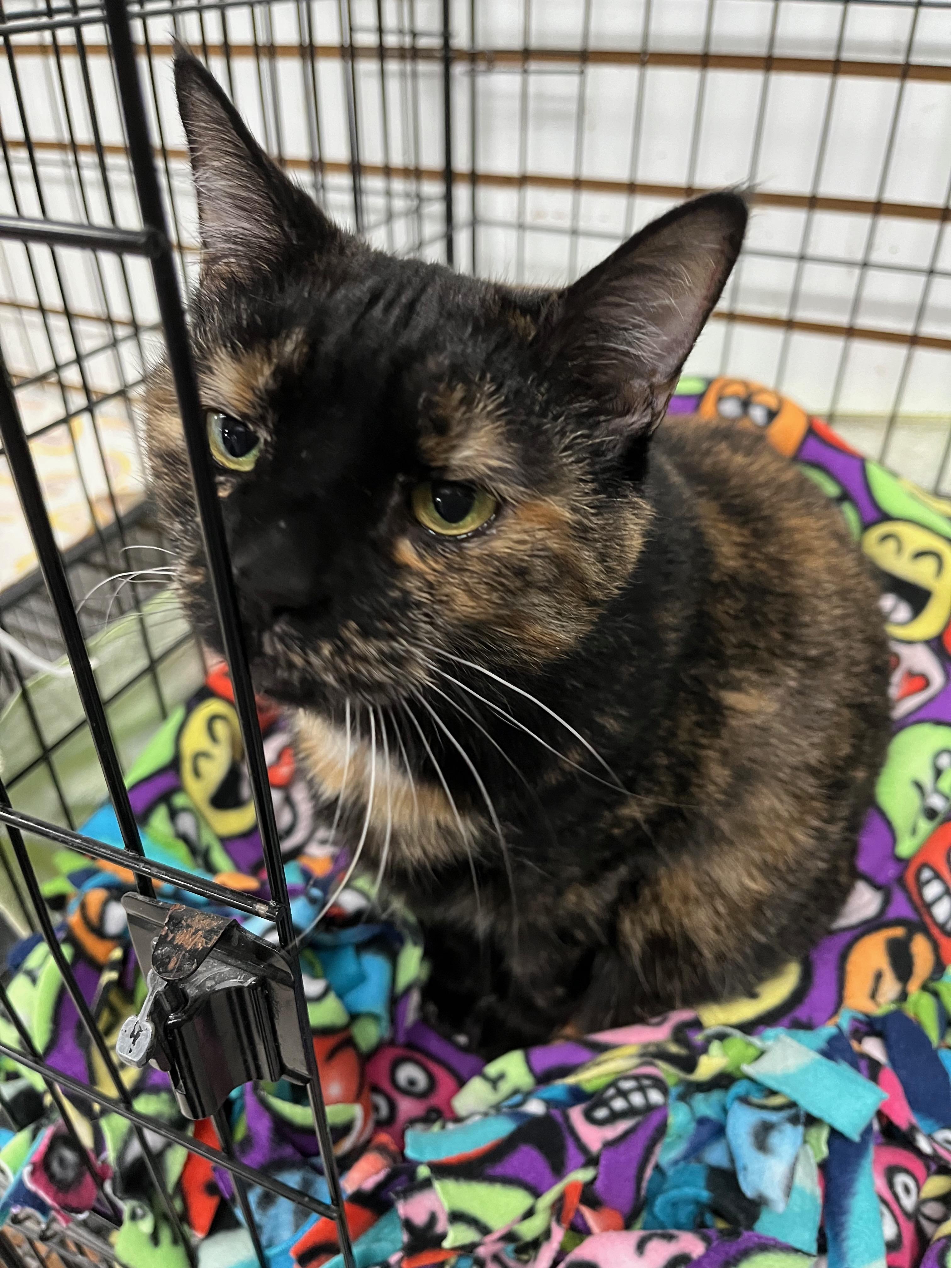 Olive ("Weenie"), a Adoptable Domestic Short Hair in Richmond, KY image 2/3