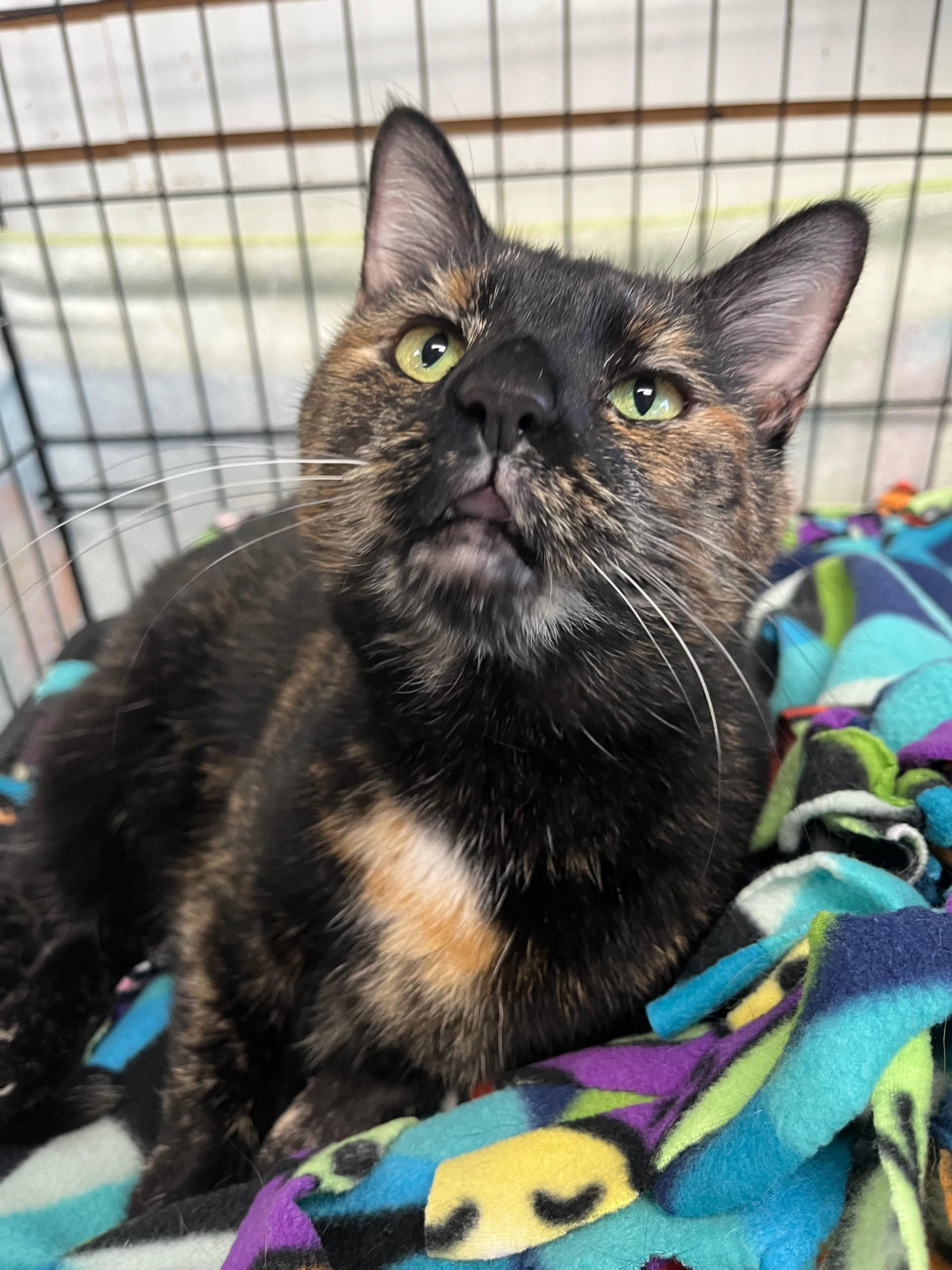 Olive ("Weenie"), a Adoptable Domestic Short Hair in Richmond, KY image 3/3
