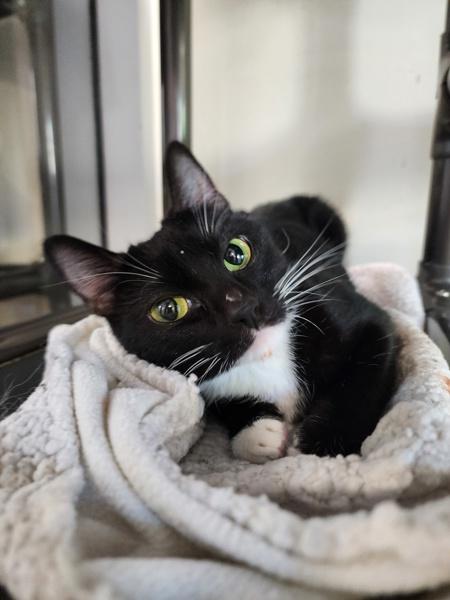 Enlarge Aspen, a Adoptable mixed breed in Healdsburg, CA image 1/1