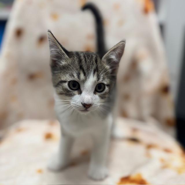 Enlarge Tom Yum Noodles, a Adoptable mixed breed in Bullhead City, AZ image 1/1