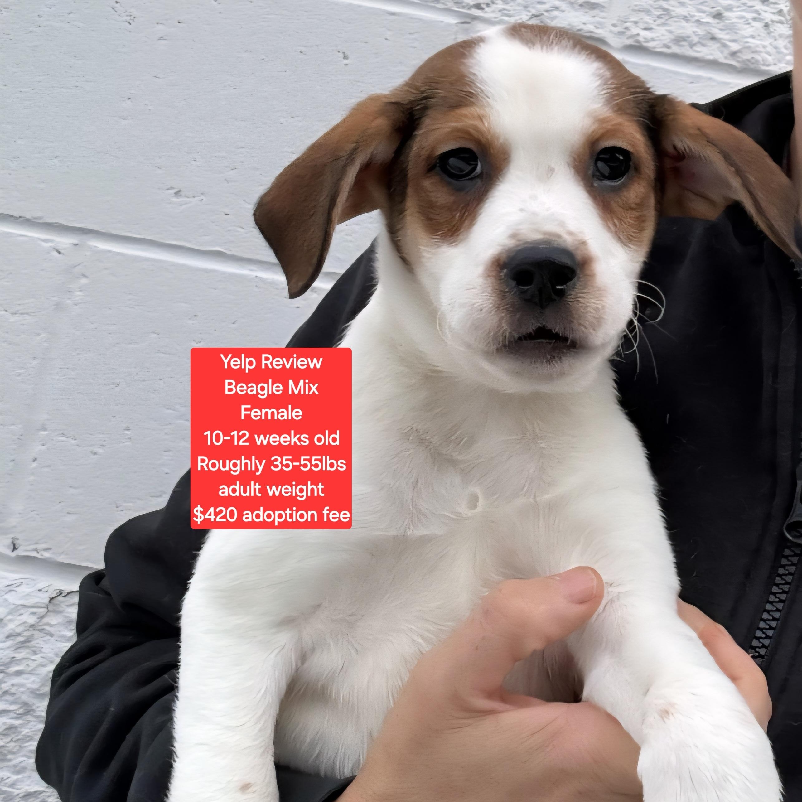 Yelp Review, ADOPTABLE, Puppy Female Beagle.