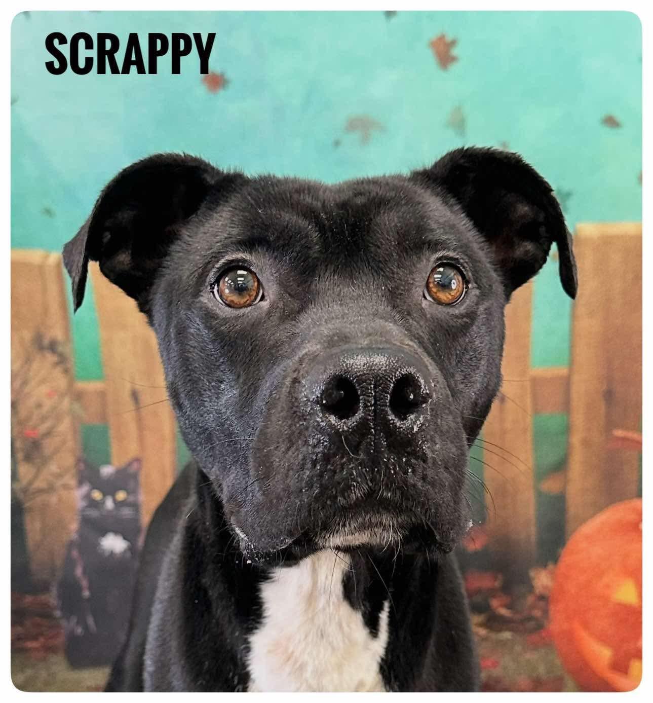 Scrappy