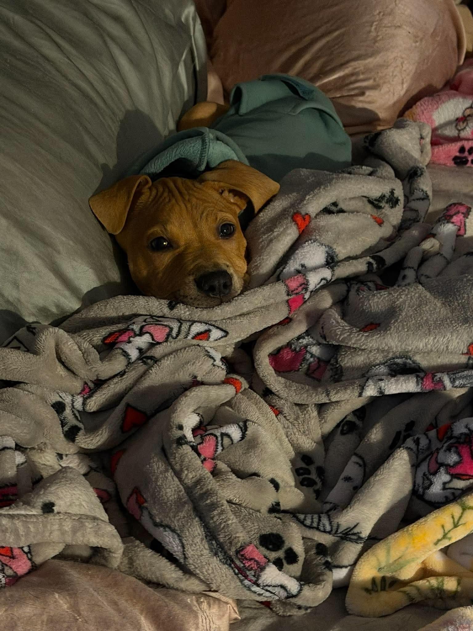Enlarge Yogi, a Adoptable mixed breed in Pleasant Ridge, MI image 2/4