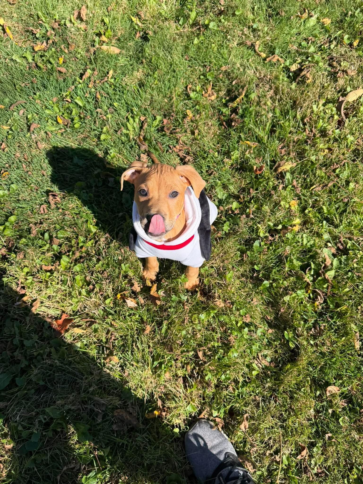 Enlarge Yogi, a Adoptable mixed breed in Pleasant Ridge, MI image 3/4