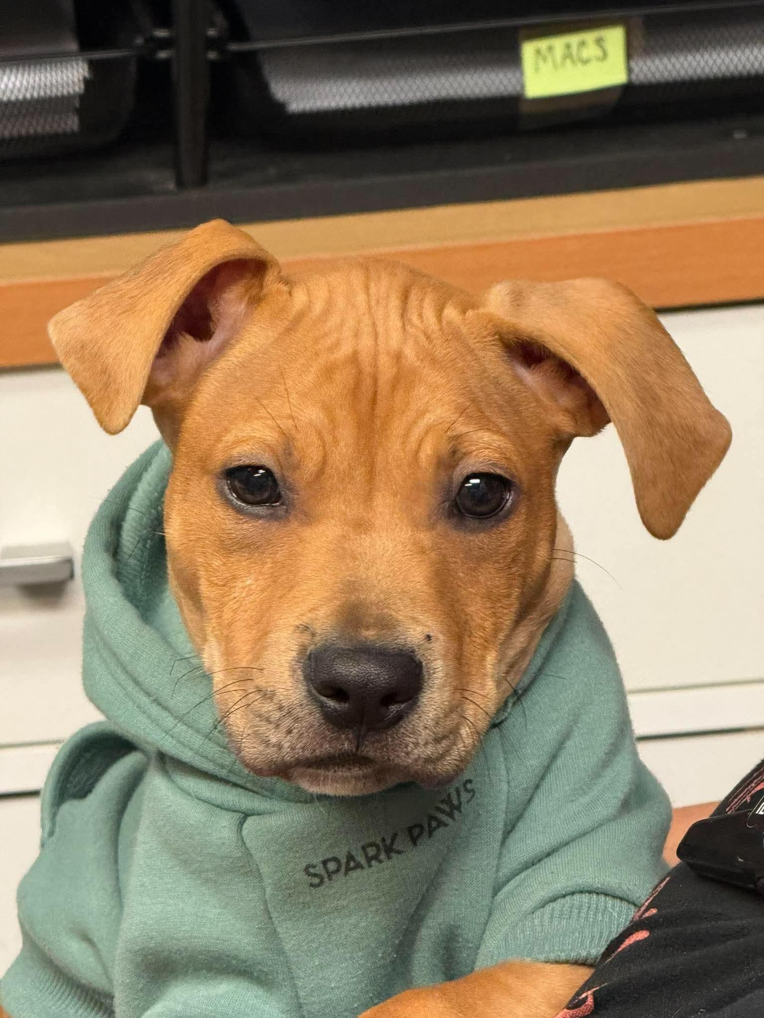 Yogi, Adoptable, Puppy Male Mixed Breed.