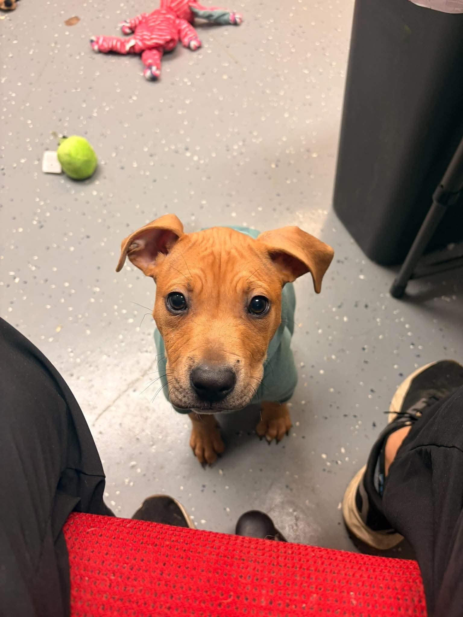 Enlarge Yogi, a Adoptable mixed breed in Pleasant Ridge, MI image 4/4
