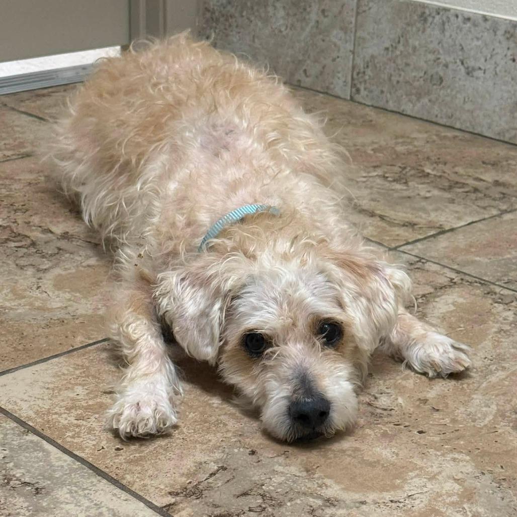Louie, Adoptable, Senior Male Poodle.