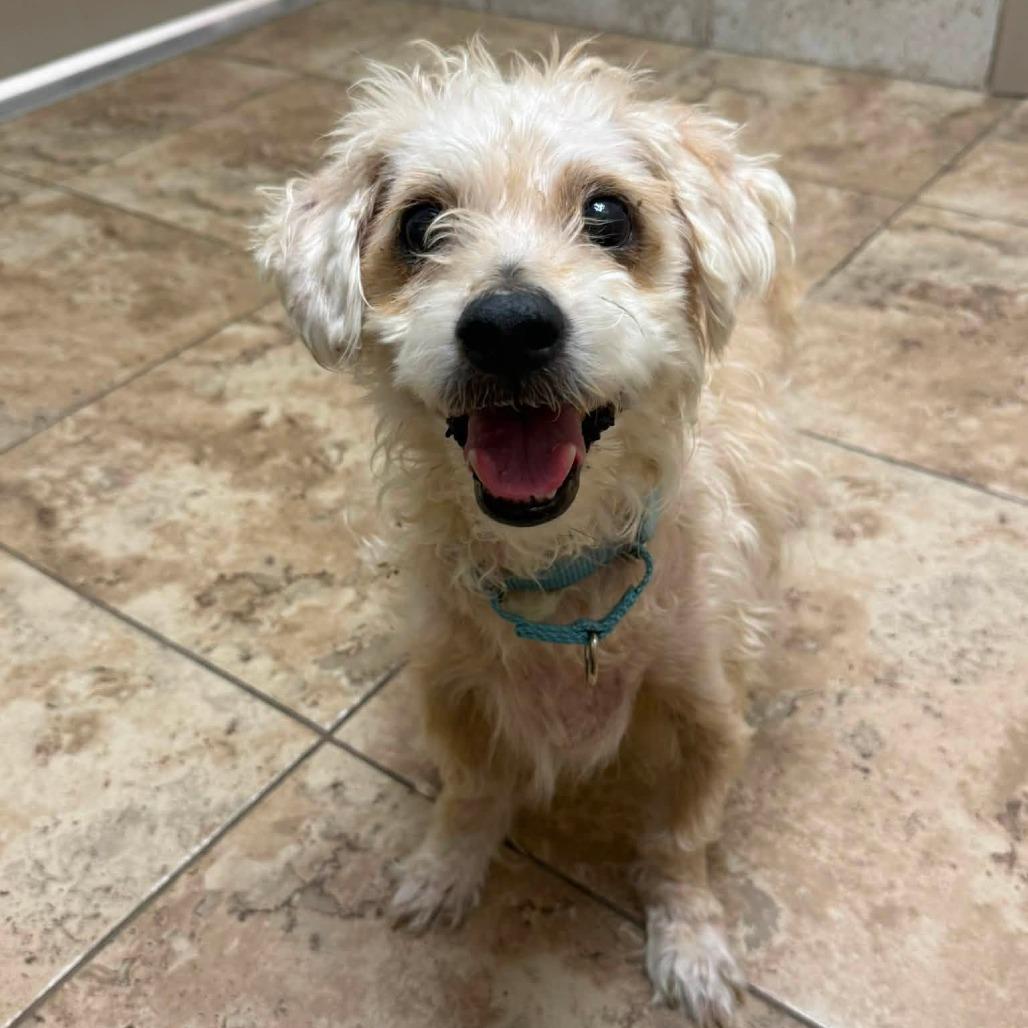 Enlarge Louie, a Adoptable Poodle in Conroe, TX image 2/5