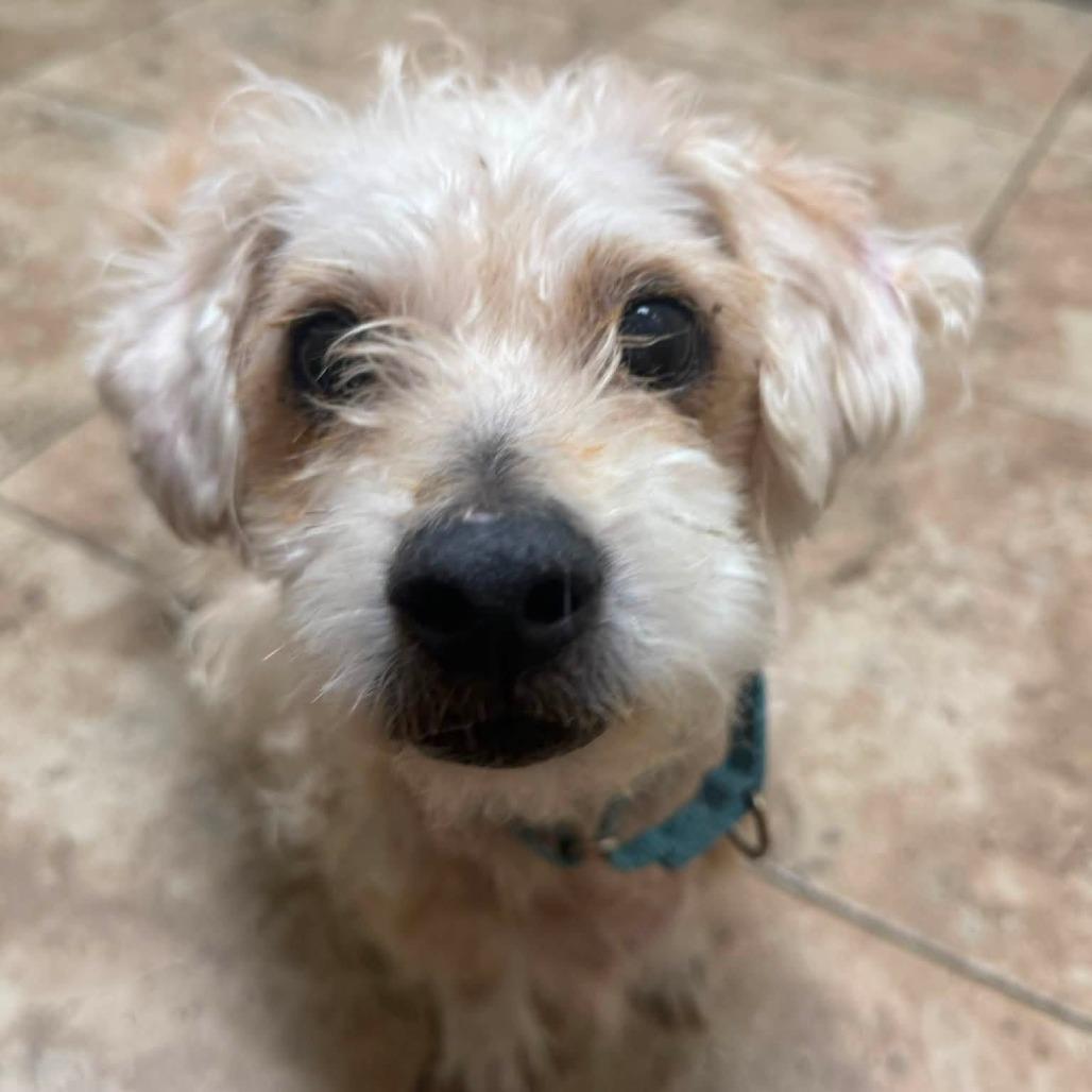 Enlarge Louie, a Adoptable Poodle in Conroe, TX image 3/5