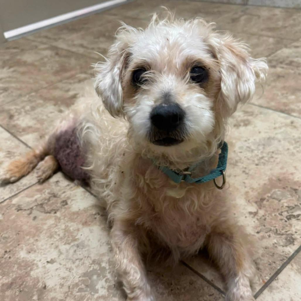 Enlarge Louie, a Adoptable Poodle in Conroe, TX image 4/5