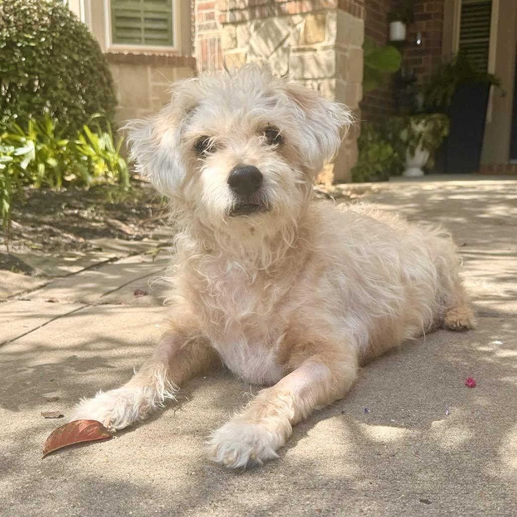 Enlarge Louie, a Adoptable Poodle in Conroe, TX image 5/5