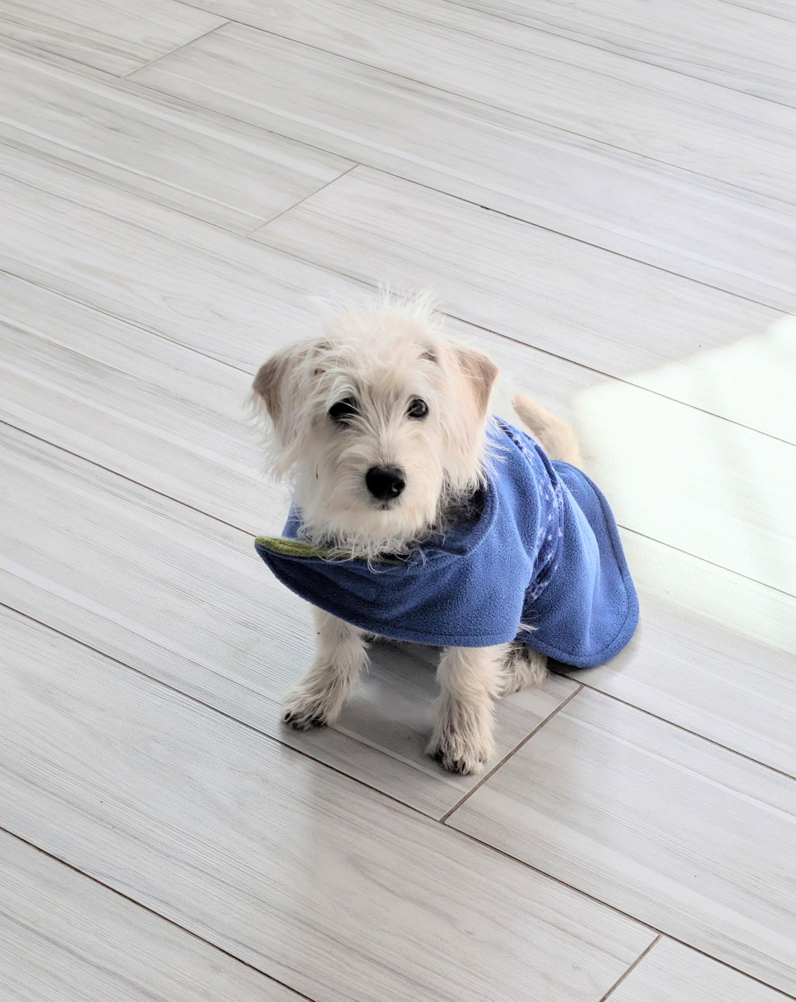 Enlarge Blossom, an adopted mixed breed in Ellicott City, MD image 4/5