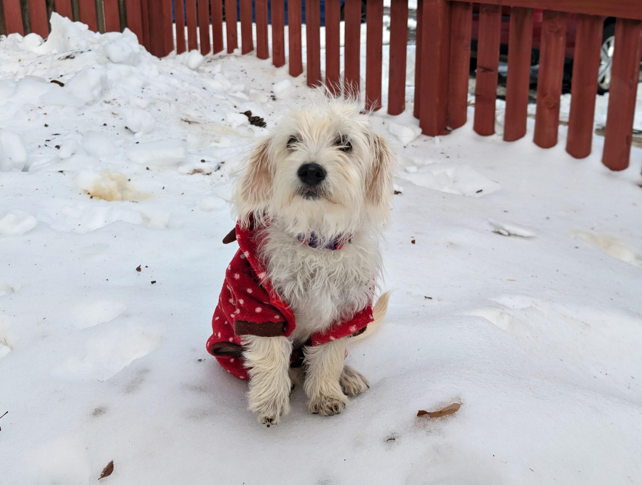 Enlarge Blossom, an adopted mixed breed in Ellicott City, MD image 3/5