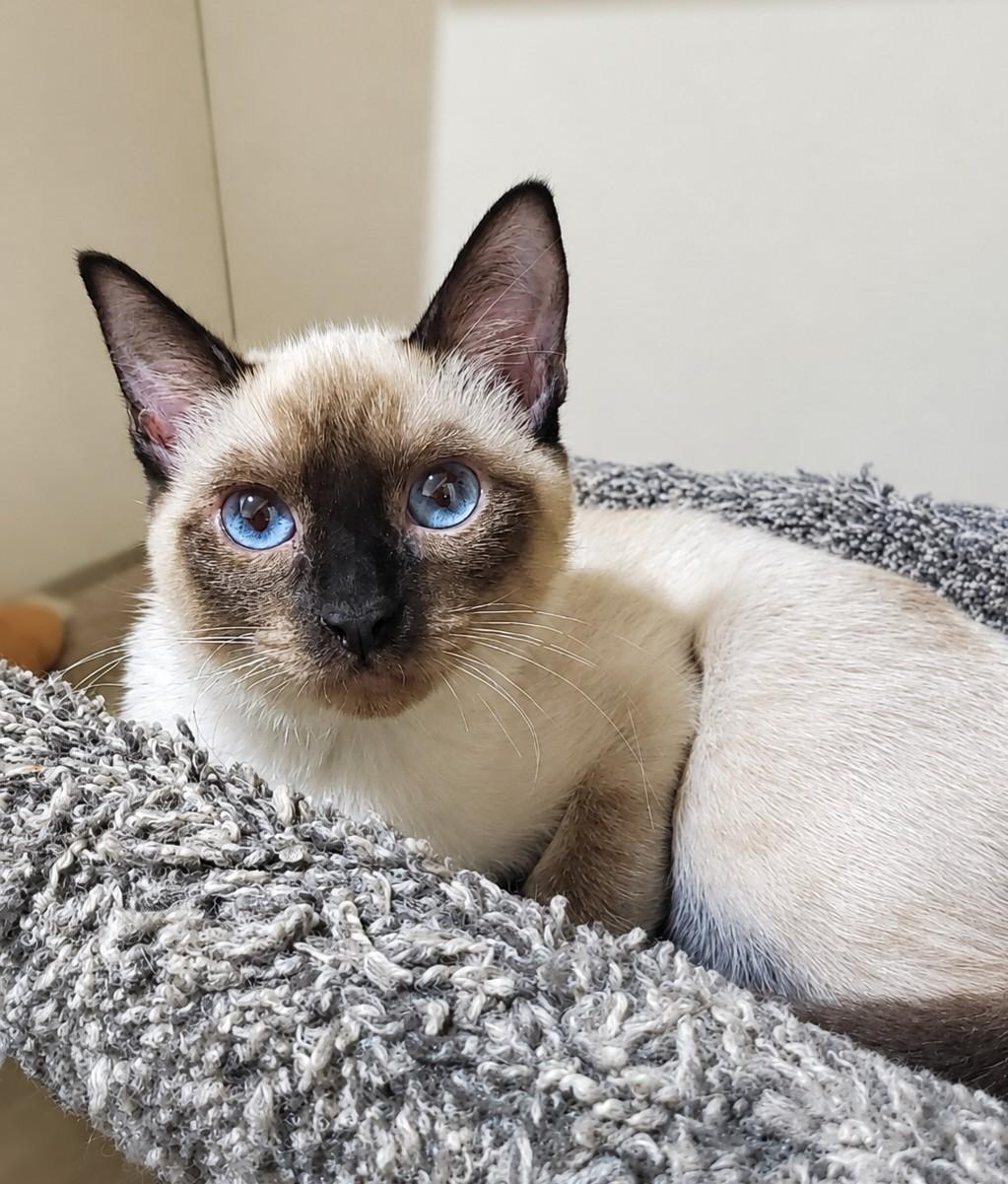 Lily, adopted, Young Female Siamese.