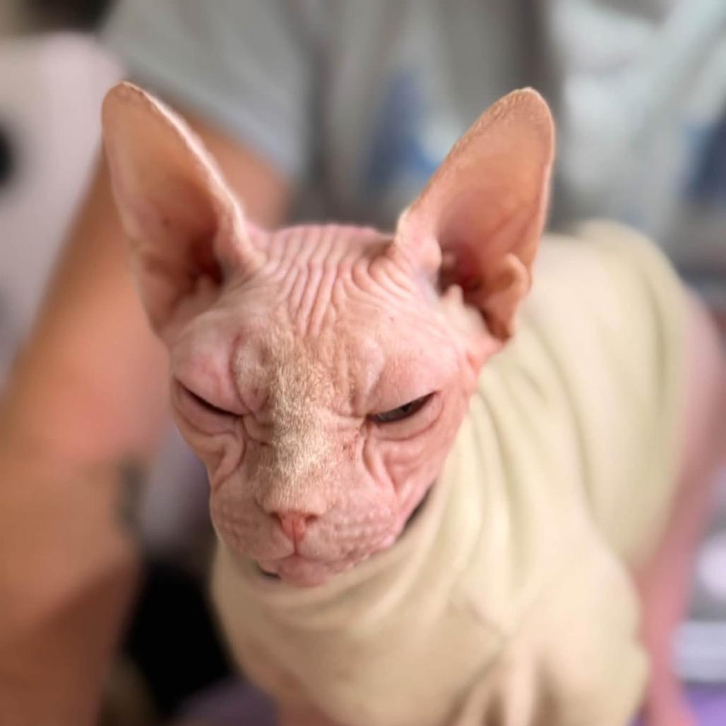 Enlarge Peachy 56612, a Adoptable Sphynx / Hairless Cat in Lansing, MI image 1/6