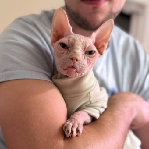 Enlarge Peachy 56612, a Adoptable Sphynx / Hairless Cat in Lansing, MI image 2/6
