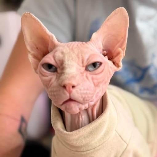 Enlarge Peachy 56612, a Adoptable Sphynx / Hairless Cat in Lansing, MI image 3/6