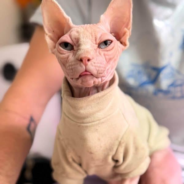 Enlarge Peachy 56612, a Adoptable Sphynx / Hairless Cat in Lansing, MI image 4/6