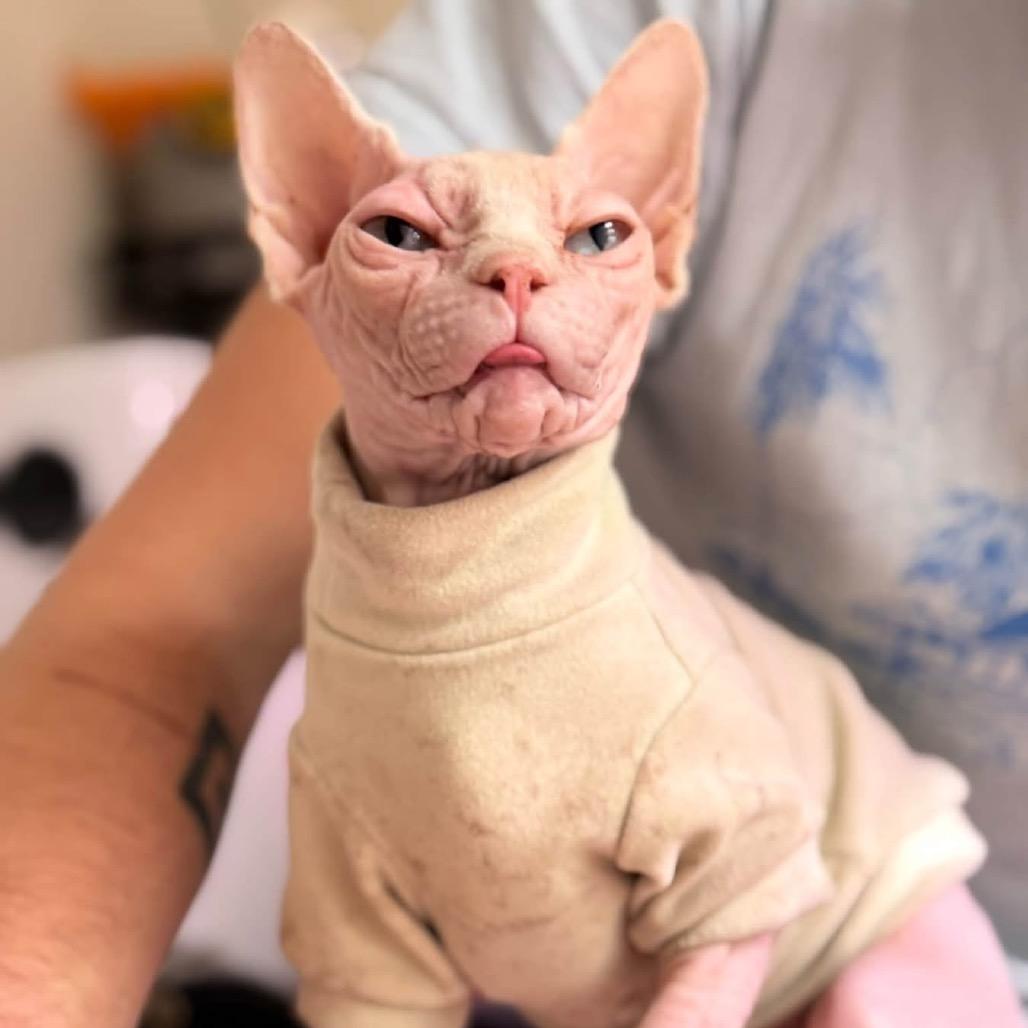 Enlarge Peachy 56612, a Adoptable Sphynx / Hairless Cat in Lansing, MI image 5/6