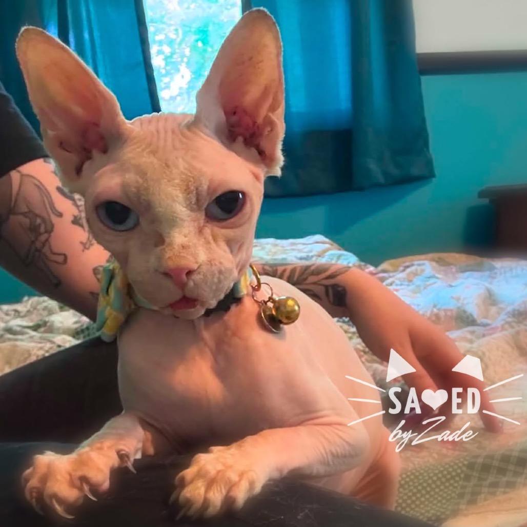 Enlarge Peachy 56612, a Adoptable Sphynx / Hairless Cat in Lansing, MI image 6/6