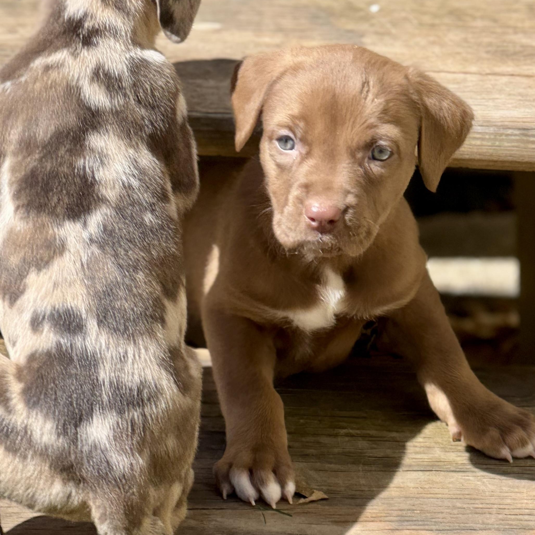 Enlarge Camellia , an adopted mixed breed in Collingswood, NJ image 2/6