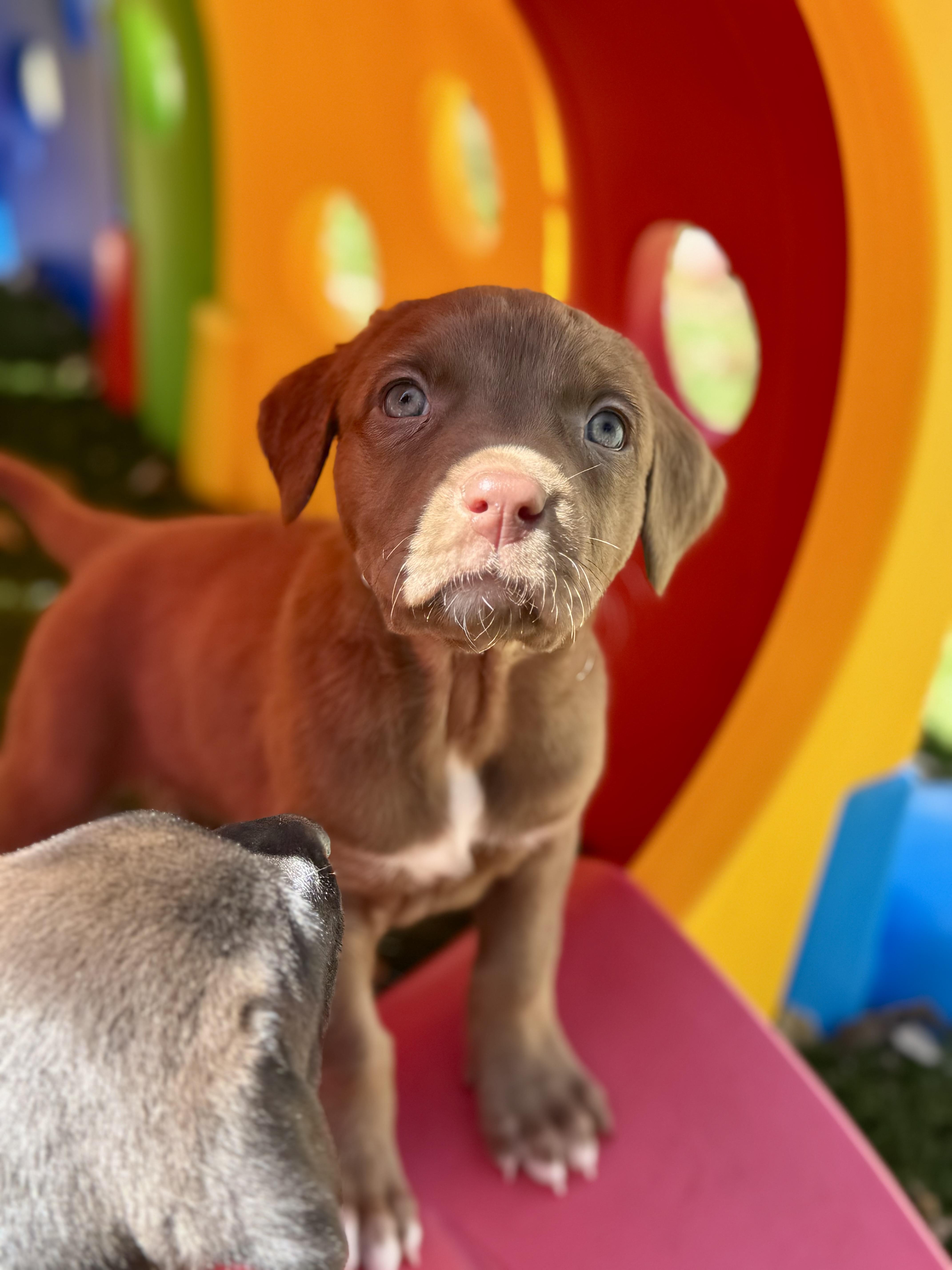 Enlarge Camellia , an adopted mixed breed in Collingswood, NJ image 5/6