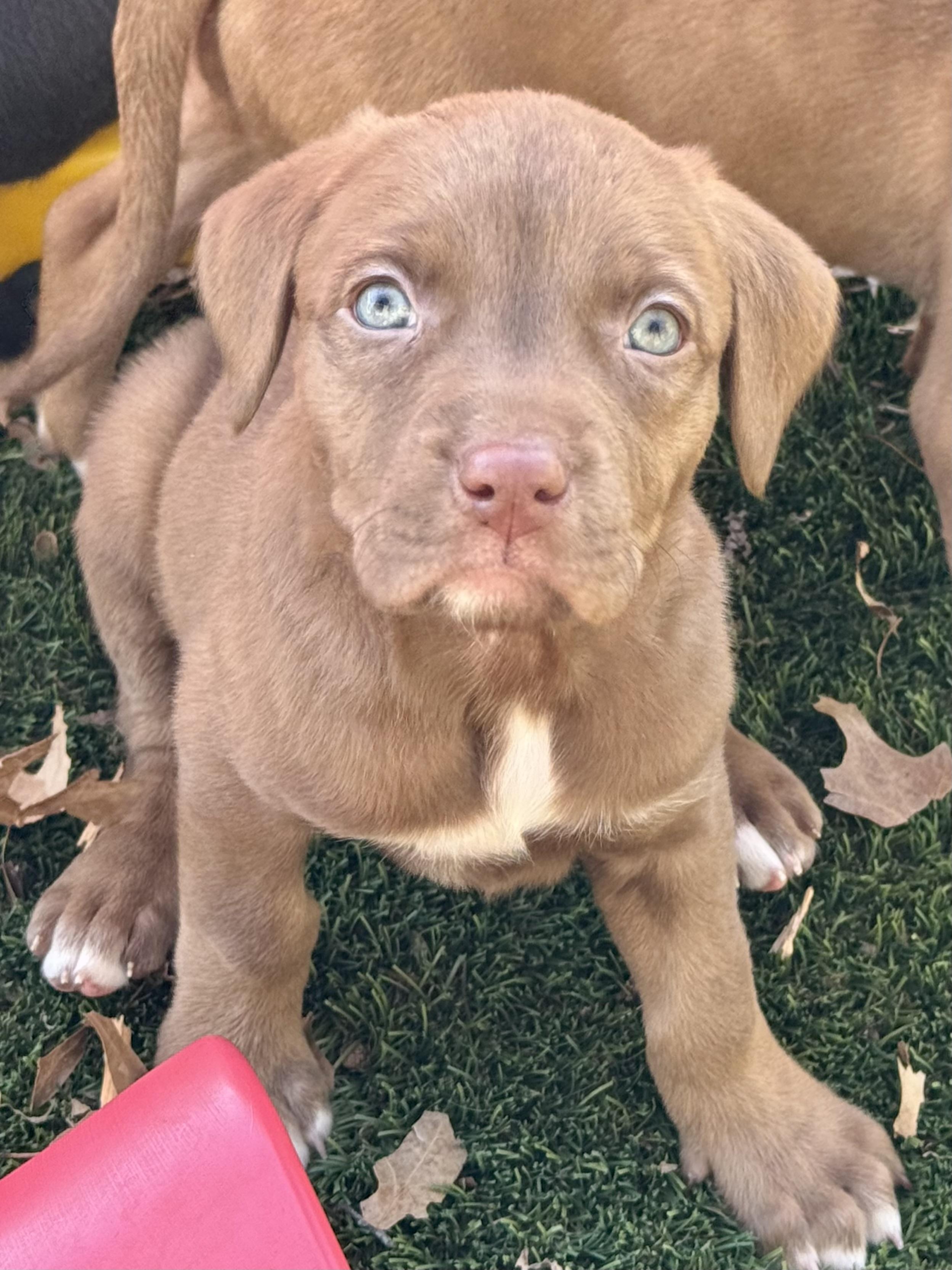 Camellia , adopted, Puppy Female Labrador Retriever & Catahoula Leopard Dog.